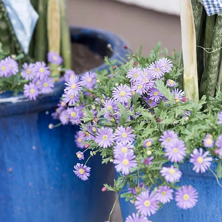 ホテル ヴォルヒューホテル ゴオイセラ ミューラ